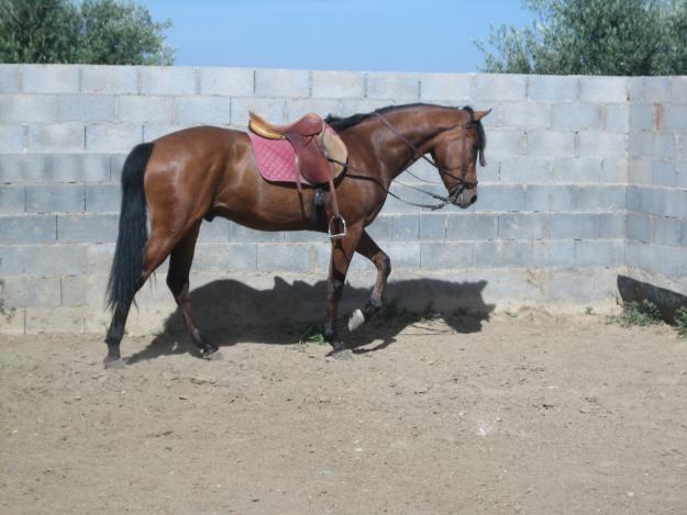 Caballo castaño montado o cambio