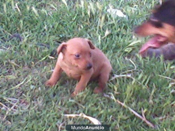 CACHORRITO DE MINI PINCHER