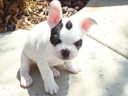 CACHORROS DE BULLDOG FRANCES PARA LA NAVIDAD 100