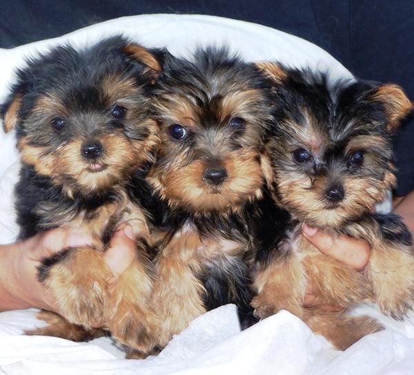 Fantasticos Yorkshire Terrier,