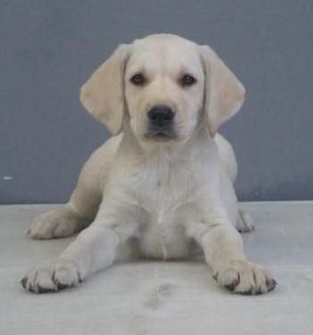 LABRADOR RETRIEVER, excelentes cachorros 200