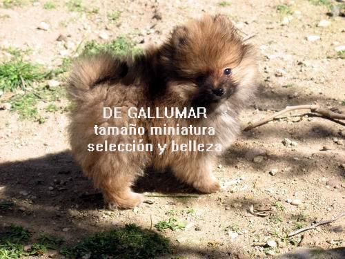 Pomerania miniatura línea americana