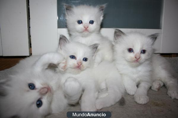 RAGDOLL GATITOS EN VENTA