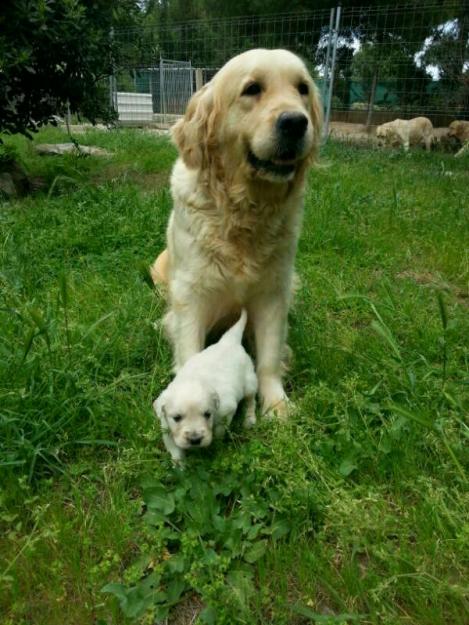 se vende cachorro golden retriever con pedegri