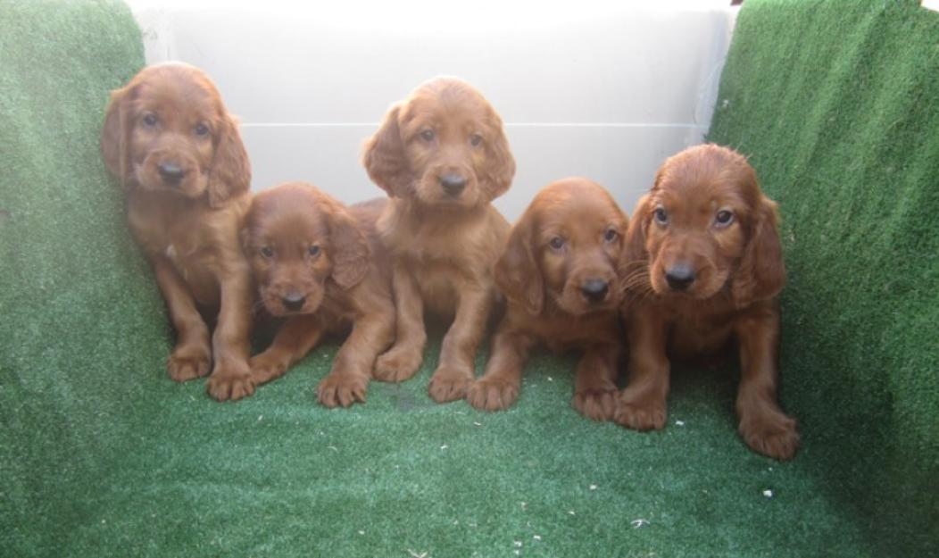 Setters irlandeses impresionantes cachorros nietos de campeones.