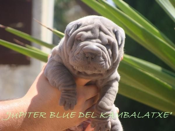 SHAR PEIS DILUIDOS