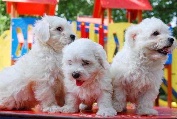 Bichon maltes, adorables y baratos