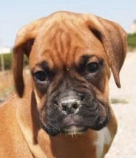 Boxer, magnificos, ¡tu cachorro!