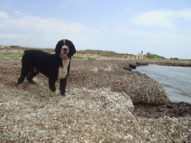 busco novia para mi perro de aguas