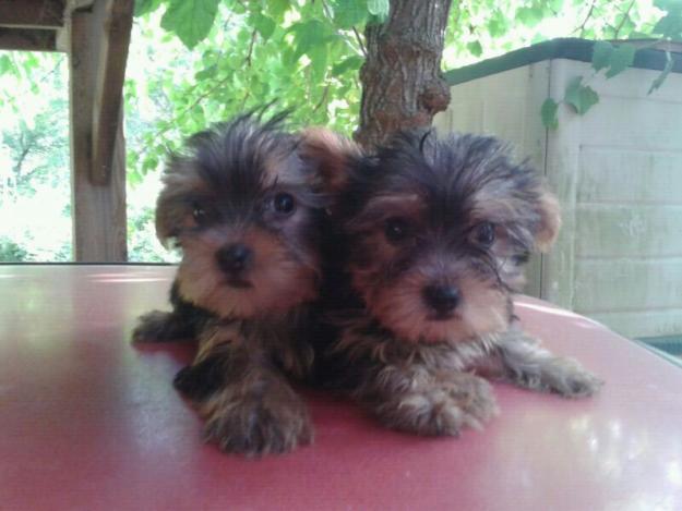 cachorro yorkshire  a 10min de barcelona