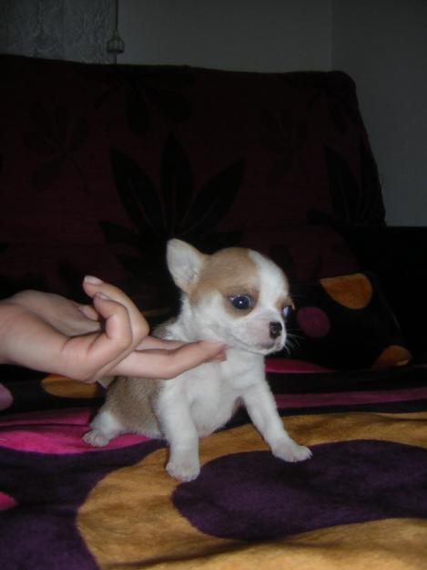 cachorros de chihuahua miniaturas