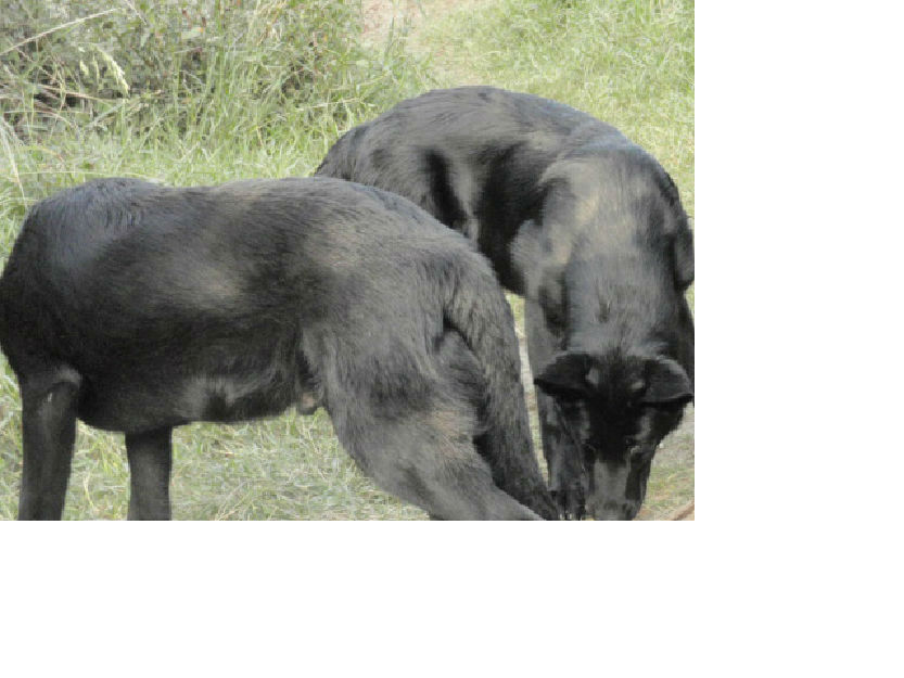 Cachorros pastor aleman negro solido