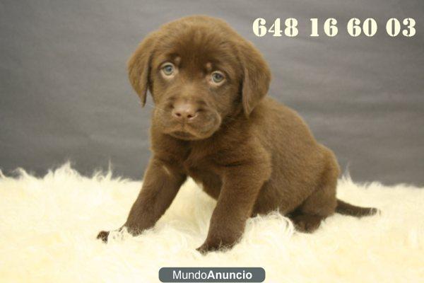 LABRADORES DISPONIBLES