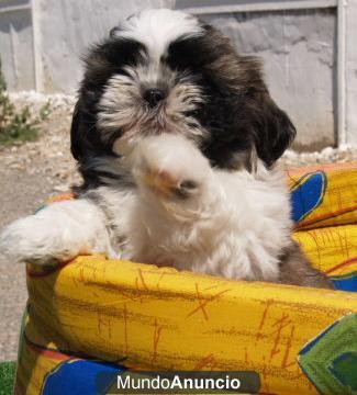 Maravillosos cachorros de shih-tzu