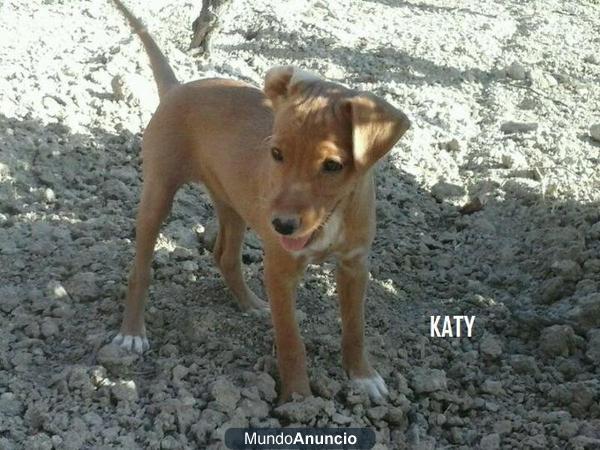 NINO Y KATY cachorros de 2 meses se quedan sin acogida