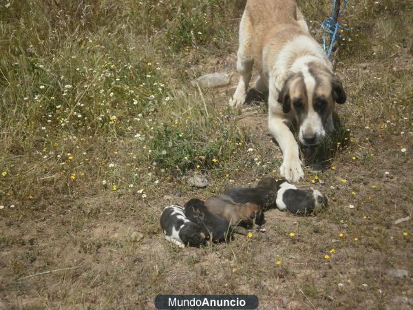 Se venden cachorros de mastin leones con pedigri.