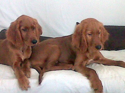 Ultimos Cachorros de setter seter irlandes