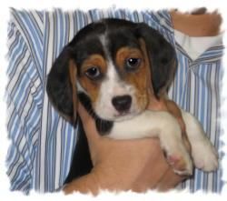 BEAGLE CACHORROS DE BUENAS CASAS.