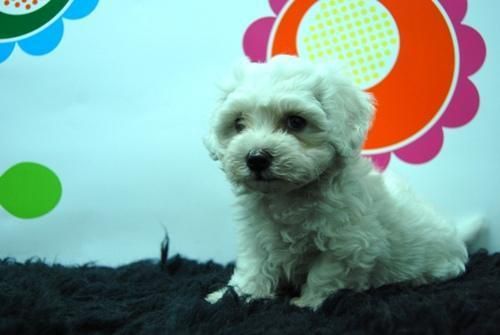 bichon maltes. preciosos cachorrines para ti. cariñosos y atentos