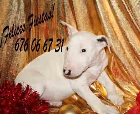 Bullterrier ¡aumenta la felicidad en Navidad