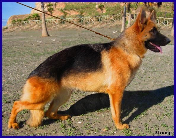 Cachorras Ceppa. de Pastor Alemán.