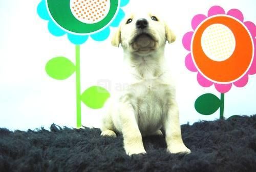 cachorretes de labrador retriever