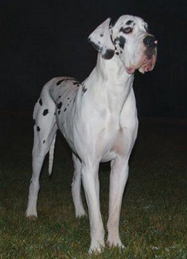 Cachorros de Dogo Aleman