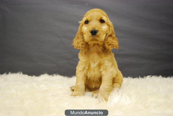 Cocker Spaniel cachorros de raza con pedigree