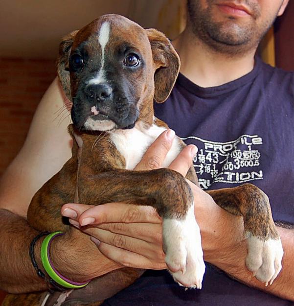 Excelentes cachorrros de boxer