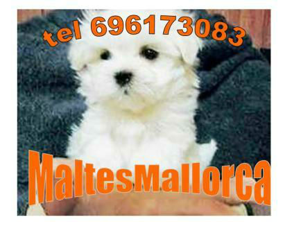 Malteses linea americana en mallorca tl 696173083