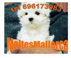 Malteses linea americana en mallorca tl 696173083 - mejor precio | unprecio.es