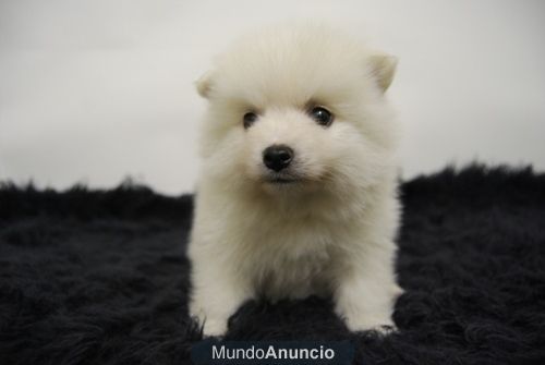 Pomeranea Cachorritos con 2 meses