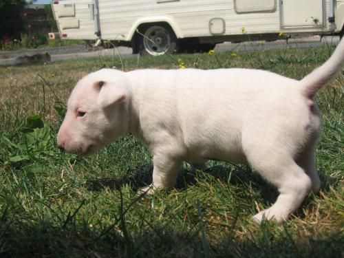 Regalo bull terrier - puntales - Cádiz