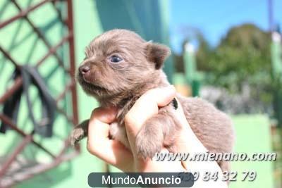 VENDEMOS PRECIOSOS  CHICHUAHUAS MINIS DE PATITA CORTA Y CABEZA DE MANZANA