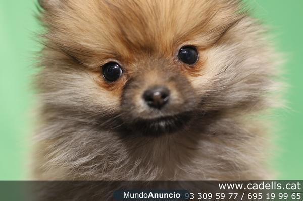 Cachorros adorables de Lulú de Pomerania en Barcelona