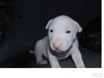 ADORABLE CACHORRO BULL TERRIER