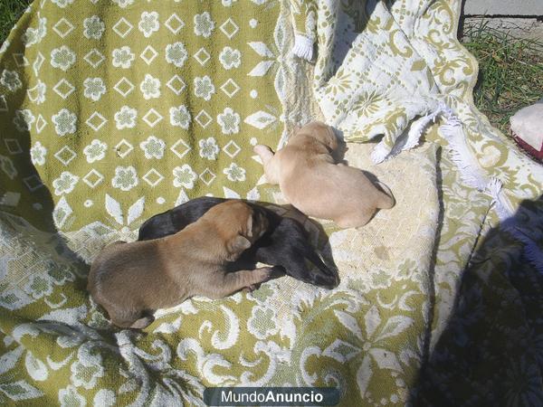 BUSCAMOS HOGAR PARA CACHORROS PRECIOSOS