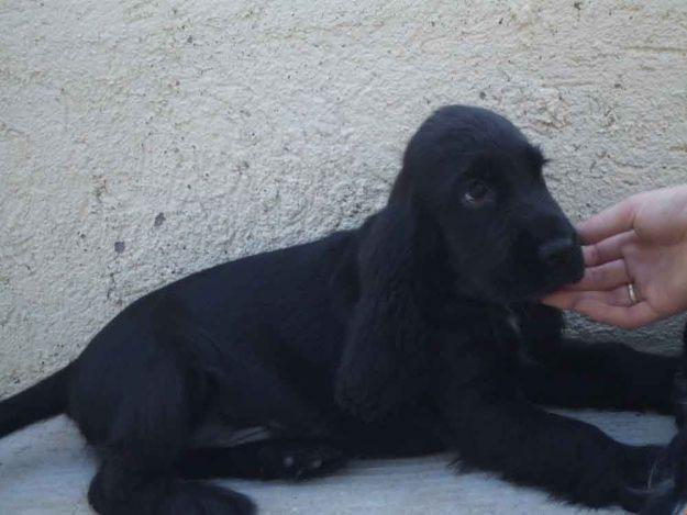 Cachorro Cocker Spaniel - Negro