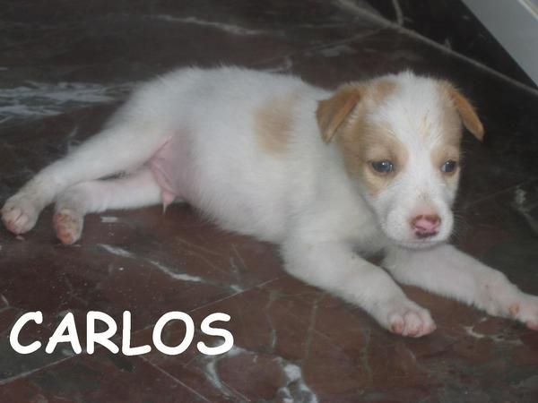 Carlos, cachorrito de mes y medio