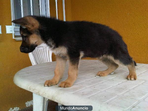 OFERTA CACHORROS PASTOR ALEMAN