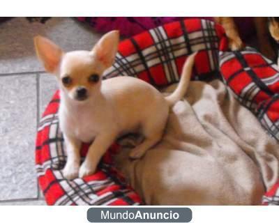 PRECIOSOS CACHORRITO CHIHUAHUA