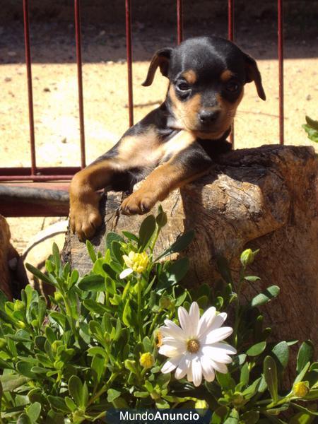 Preciosos Cachorros de Mini Pinscher Nacionales