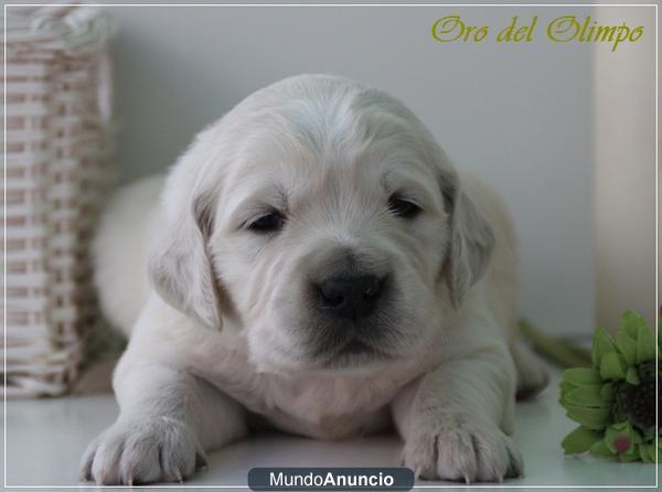 Cachorros Golden Retriever. Selección exclusiva