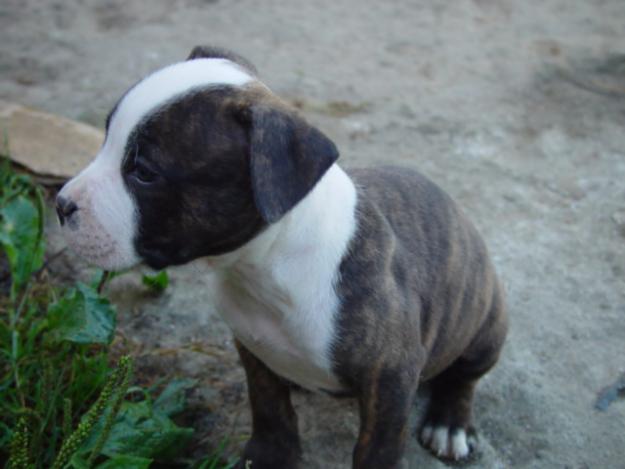 american staffordshire terrier