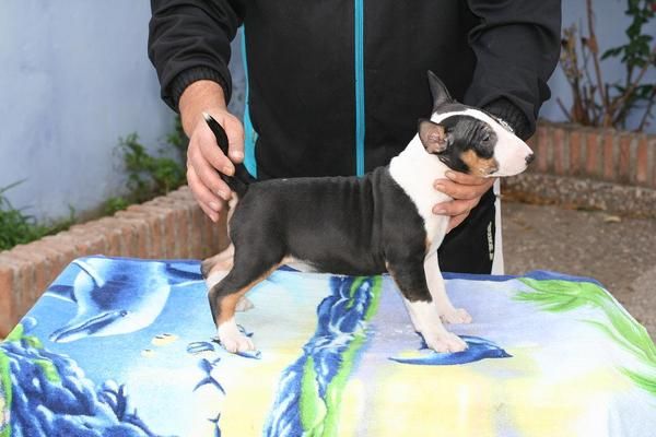 BULL TERRIER, CACHORROS CON MUCHA SUSTANCIA Y ESTRUCTURA