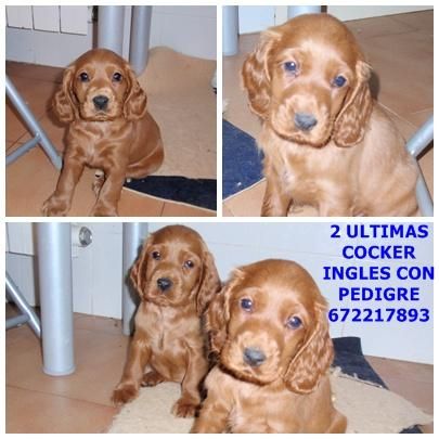 CACHORROS COCKER INGLES 250 EUROS CON PEDIGRE