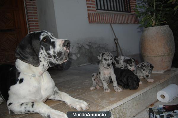 cachorros gran danes