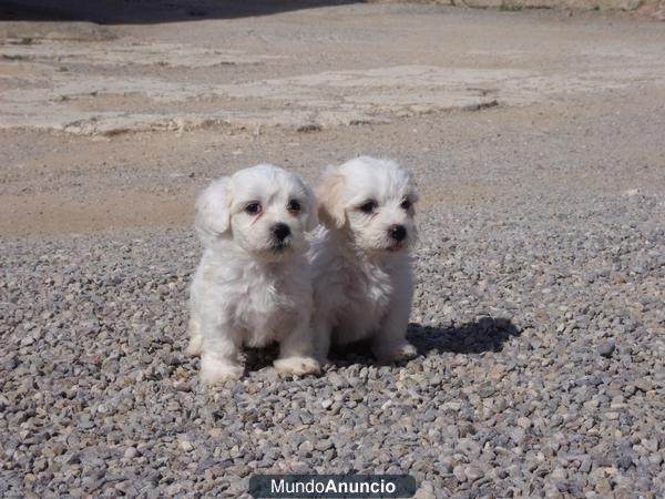 Camadas Bichon Maltes 250€