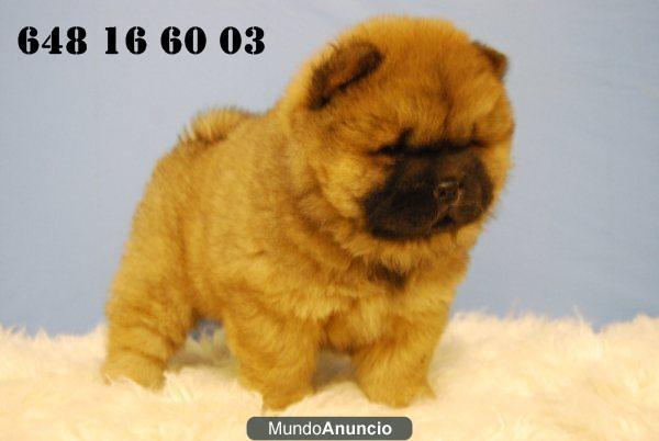 CHOW CHOW ... LISTOS PARA ENTREGAR