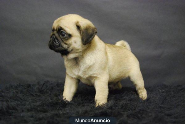 Disponible camada de Carlino Pug, primera calidad, muy compactos